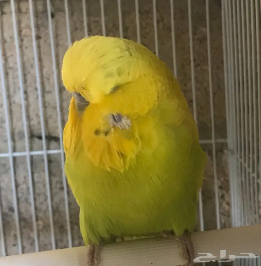 زوج بادجي انجليزي  (image 4)