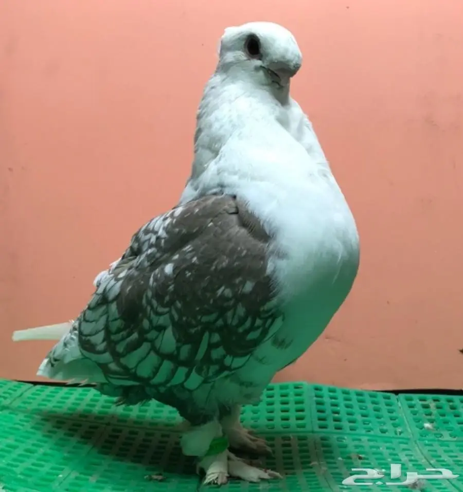 فحل ستانيات 2017 - فرصة استثمارية! (image 4)