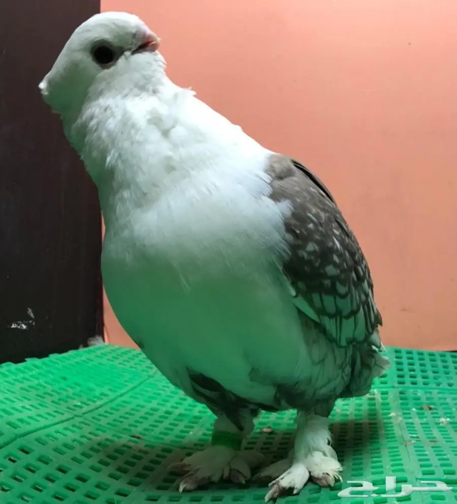 فحل ستانيات 2017 - فرصة استثمارية! (image 5)