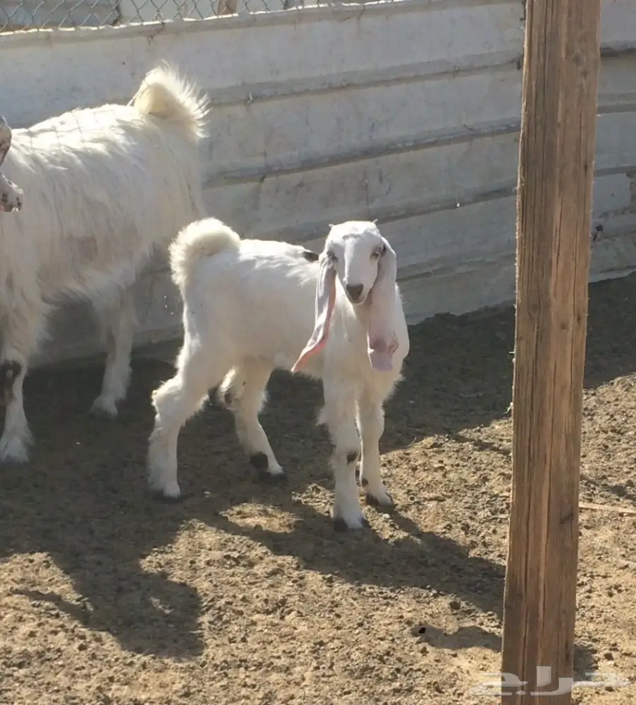 ثنيه برصا تحتها جفره