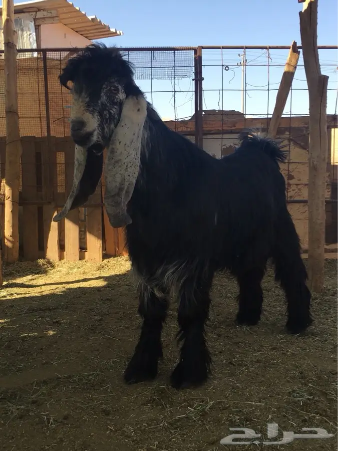 فحلان عوارض منوة القناي - فرصة لا تعوّض! (image 3)