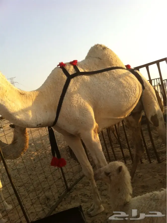 ناقه وضحا (image 1)