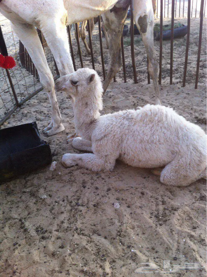 ناقه وضحا (image 3)