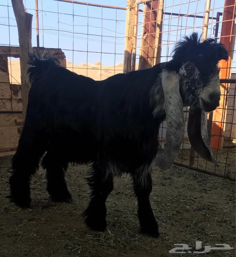 فحلان عوارض منوة القناي - فرصة لا تعوّض! (image 2)