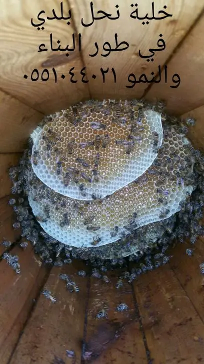 عسل سلام  وسدر من جيزان مضمون  1