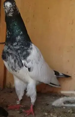 طبات تيدي صافيه 18