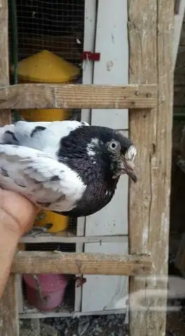 طبات تيدي صافيه 1