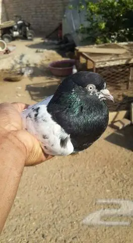 طبات تيدي صافيه 20