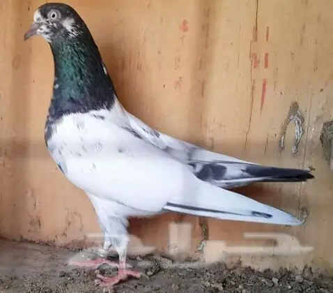 طبات تيدي صافيه 19