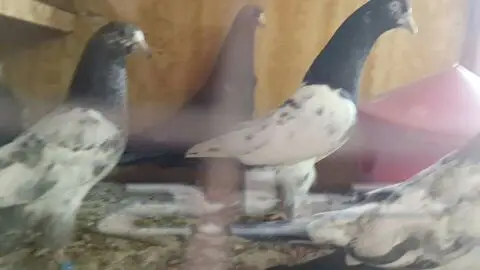 طبات تيدي صافيه 21