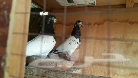 طبات تيدي صافيه 17