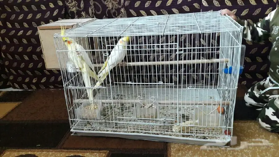 زوج كروان عيون حمر  عنده كلم قير مفهوم وتصفير (image 6)