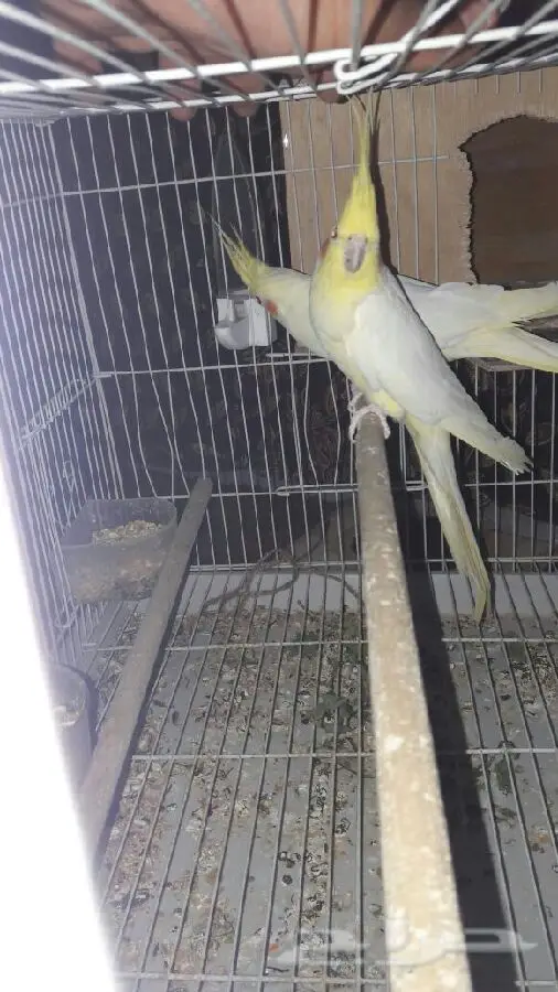 زوج كروان عيون حمر  عنده كلم قير مفهوم وتصفير (image 10)