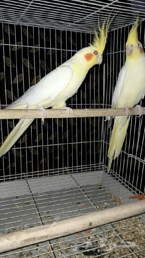 زوج كروان عيون حمر  عنده كلم قير مفهوم وتصفير (image 9)