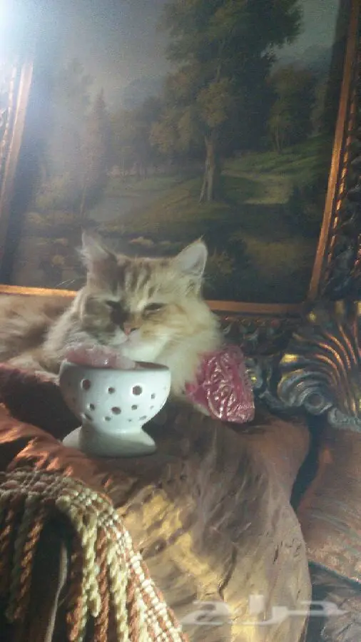 قطة طالبة تزواج 