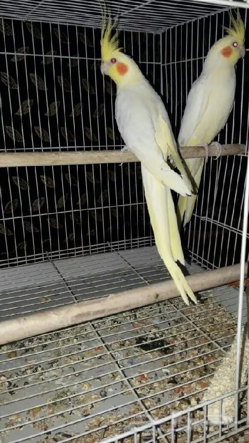 زوج كروان عيون حمر  عنده كلم قير مفهوم وتصفير (image 1)