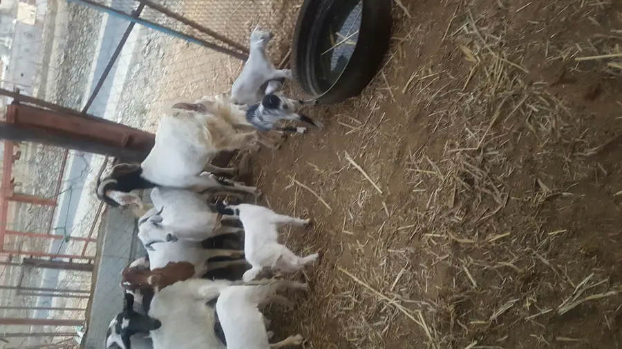 فرصة ذهبية: مجموعة أساور سحرية نادرة ومميزة