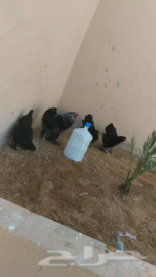 للبيع طقم براهما اسود صك (image 1)