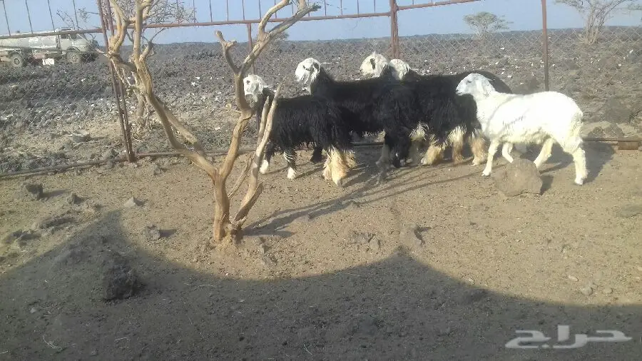 طليان نجد للبيع نظيفه علي الشرط مقفله شحم  (image 3)