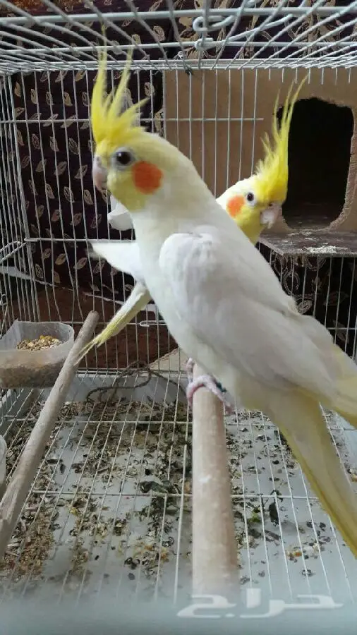 زوج كروان عيون حمر  عنده كلم قير مفهوم وتصفير (image 8)