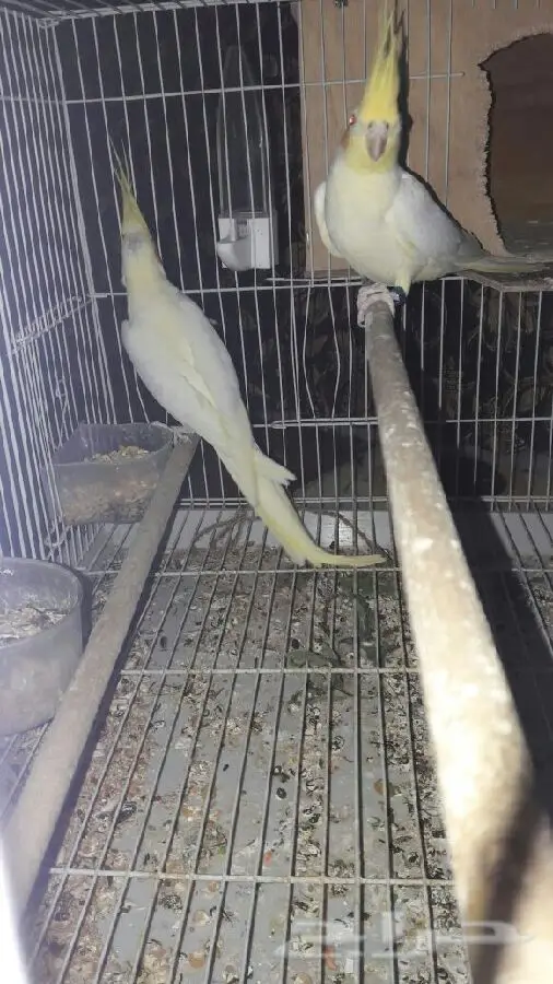 زوج كروان عيون حمر  عنده كلم قير مفهوم وتصفير (image 7)