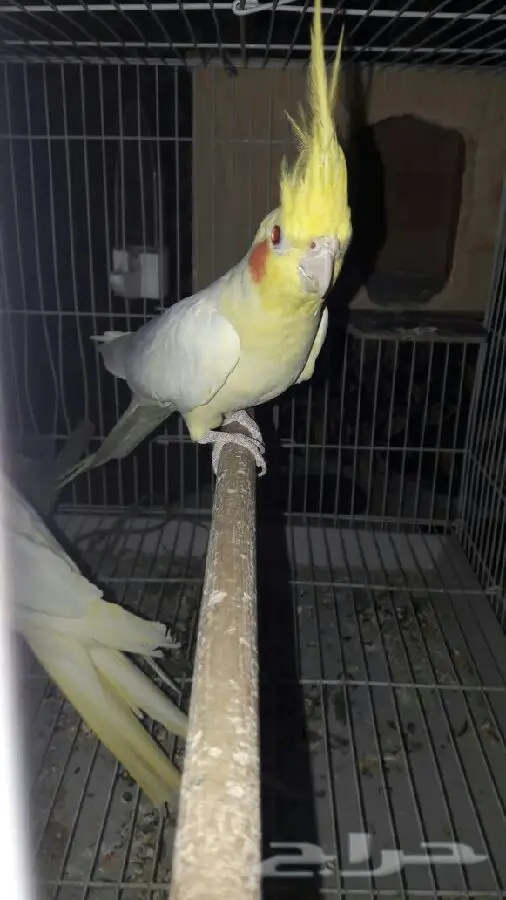 زوج كروان عيون حمر  عنده كلم قير مفهوم وتصفير (image 2)