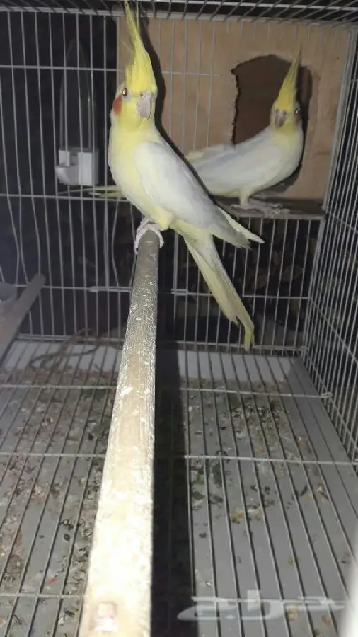 زوج كروان عيون حمر  عنده كلم قير مفهوم وتصفير (image 13)