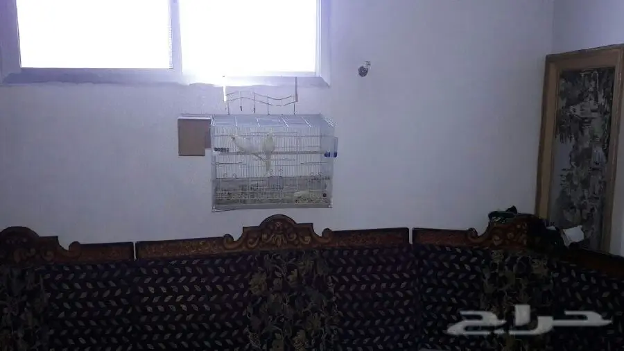 زوج كروان عيون حمر  عنده كلم قير مفهوم وتصفير (image 12)