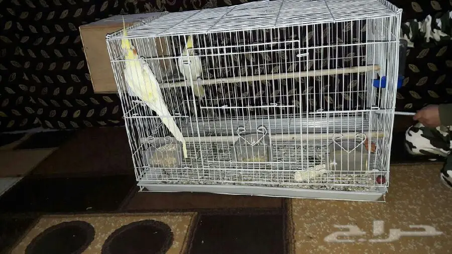 زوج كروان عيون حمر  عنده كلم قير مفهوم وتصفير (image 5)