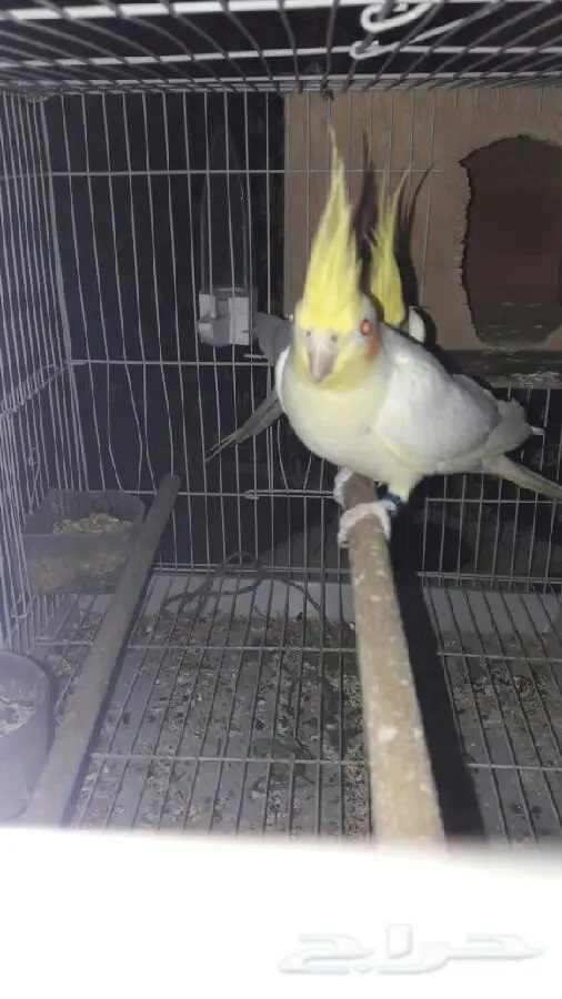 زوج كروان عيون حمر  عنده كلم قير مفهوم وتصفير (image 3)