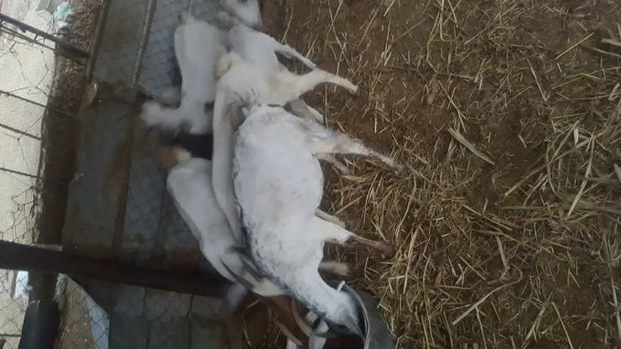 فرصة ذهبية: مجموعة أساور سحرية نادرة ومميزة (image 2)