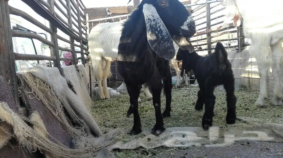 الخرج - العدد 2 تيس رباع (image 1)