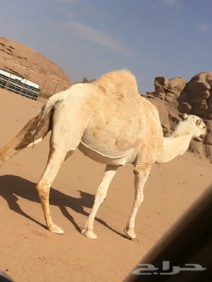 بيع جملة زين - جملة ممتازة (image 1)