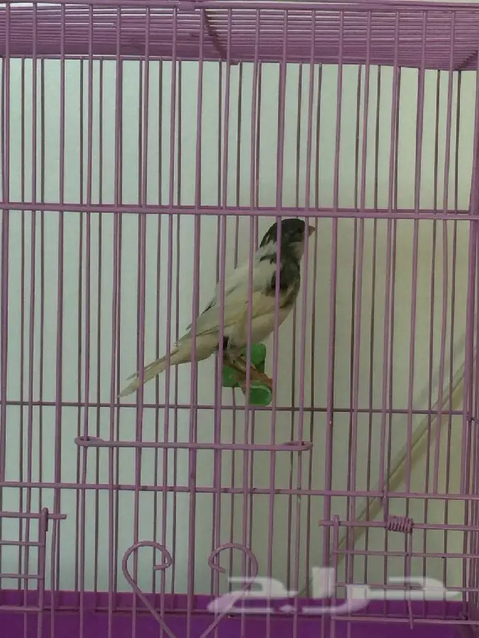 ذكر كناري أبيض نادر - فرصة لا تُفوَّت! (image 5)