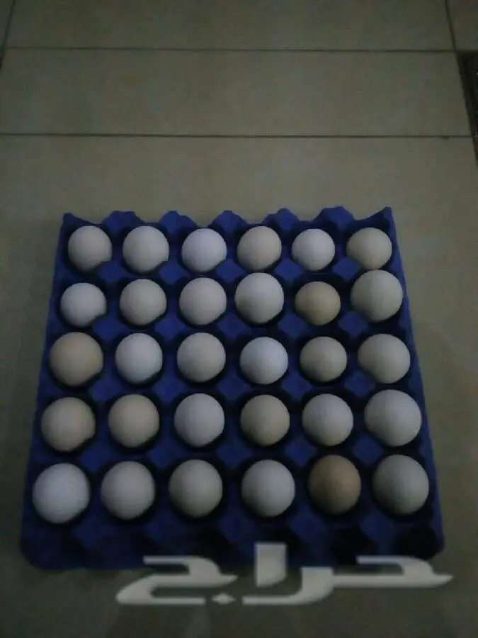 بيض بلدي أصيل - إنتاج يومي فائق (image 1)