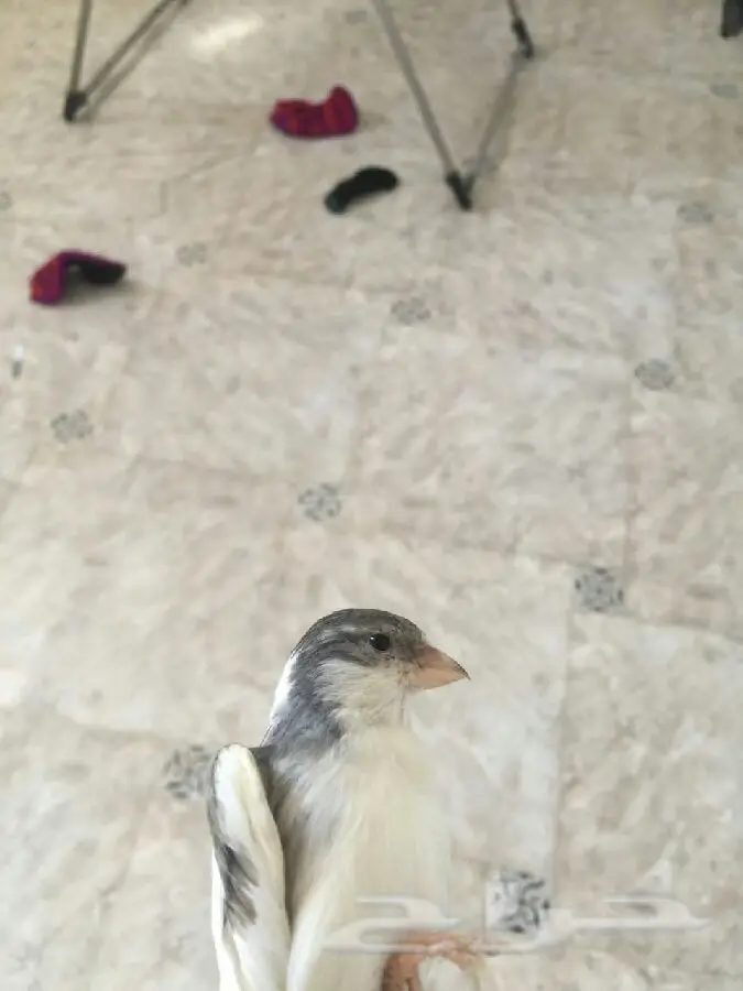 ذكر كناري أبيض نادر - فرصة لا تُفوَّت! (image 2)