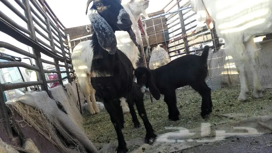 الخرج - العدد 2 تيس رباع