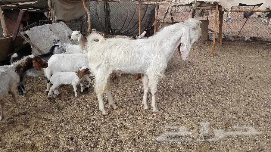 الخرج - العدد 2 تيس رباع (image 2)