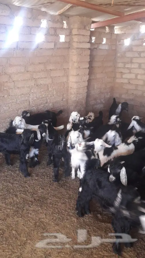 طليان ورخال
وتيوس وجفار (image 5)