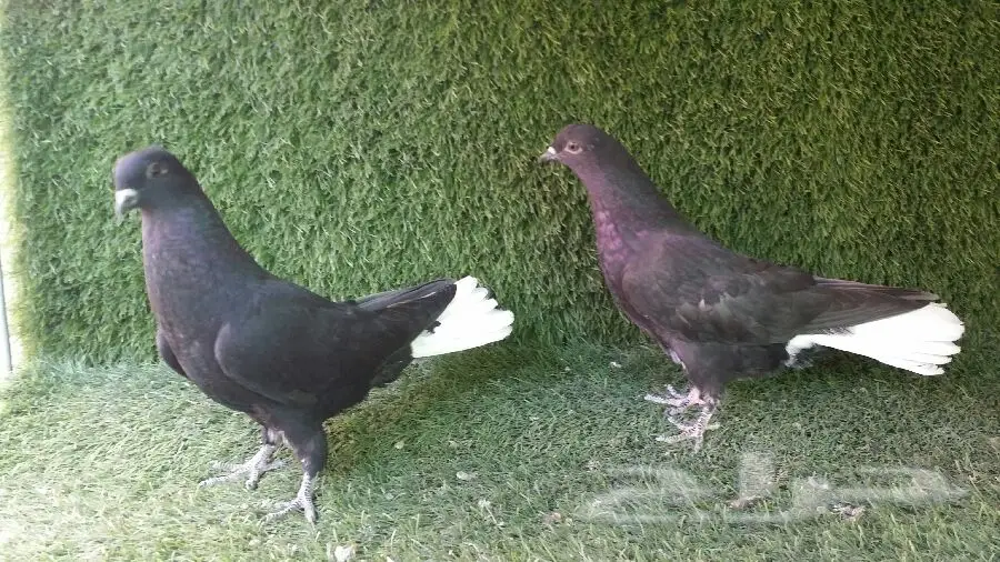 طبه نوري أسود مذيل ابيض (image 4)