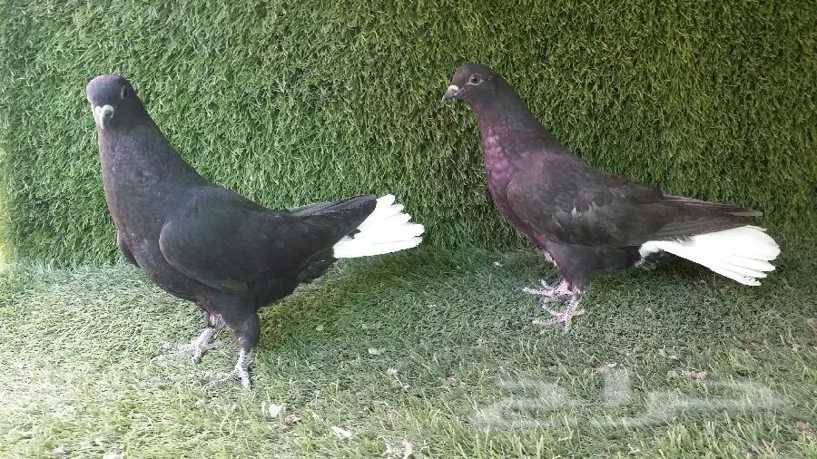 طبه نوري أسود مذيل ابيض (image 3)