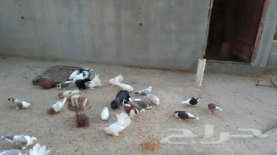 أزواج حمام زينة فاخرة للبيع - مجموعة متنوعة من السلالات المميزة! (image 5)