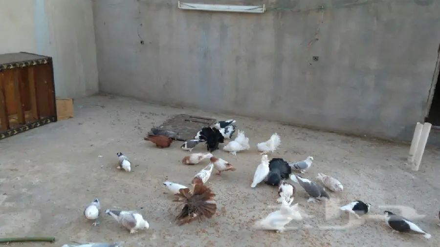 أزواج حمام زينة فاخرة للبيع - مجموعة متنوعة من السلالات المميزة! (image 6)