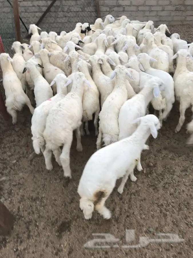 طليان ورخال
وتيوس وجفار (image 1)