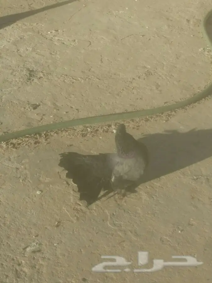 أزواج حمام زينة فاخرة للبيع - مجموعة متنوعة من السلالات المميزة! (image 11)