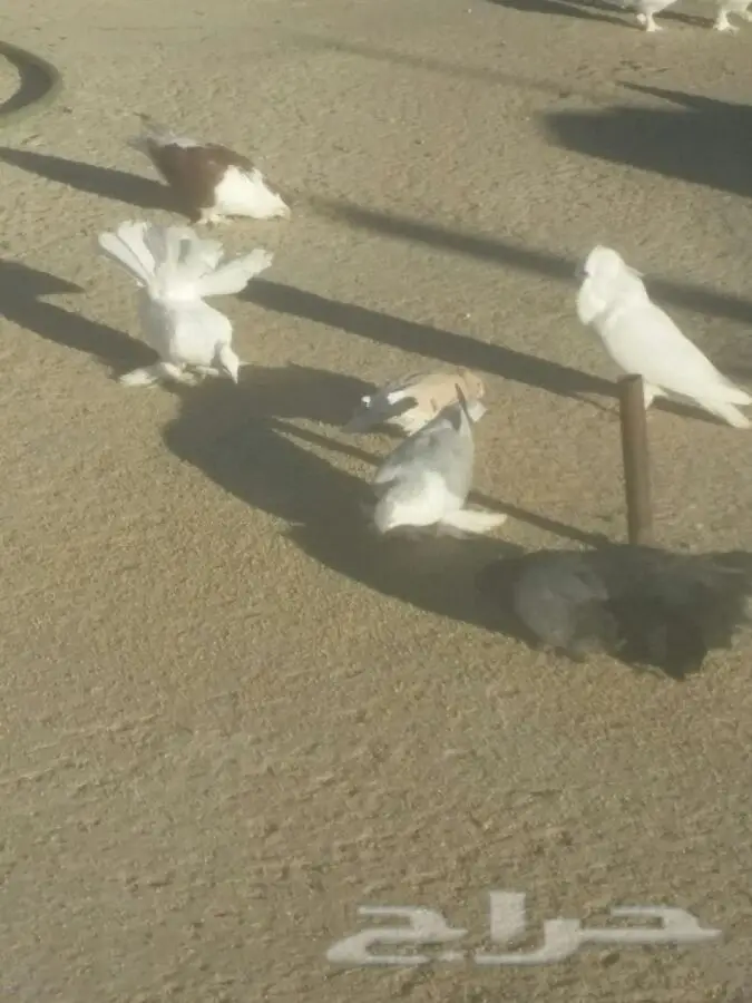 أزواج حمام زينة فاخرة للبيع - مجموعة متنوعة من السلالات المميزة! (image 8)