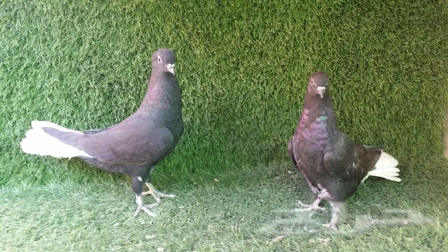 طبه نوري أسود مذيل ابيض (image 5)