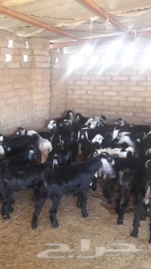 طليان ورخال
وتيوس وجفار (image 8)