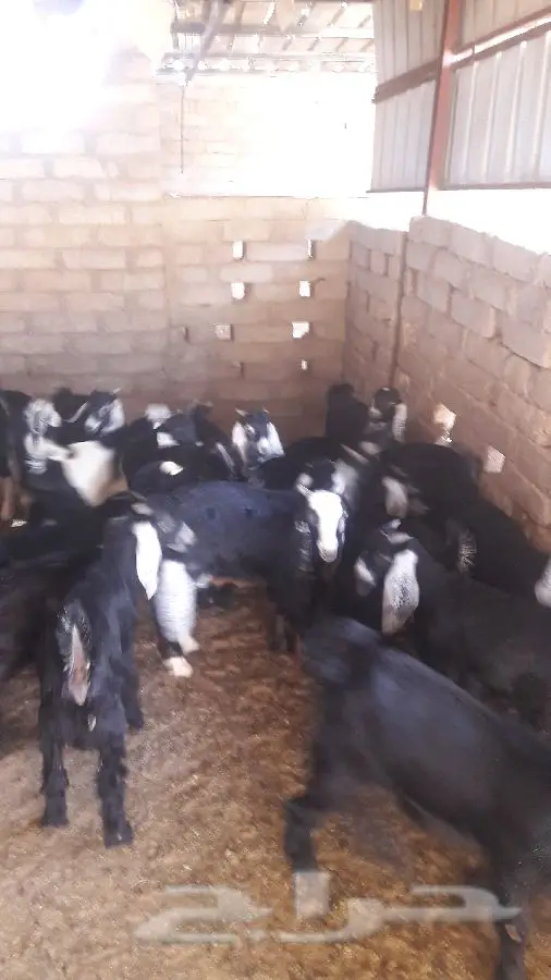طليان ورخال
وتيوس وجفار (image 7)