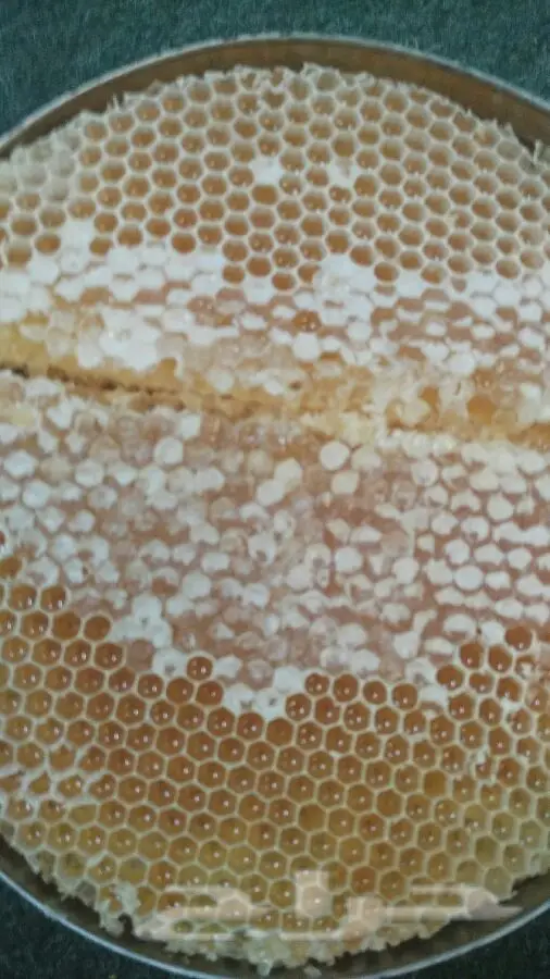 عسل سدر وسمر حضرمي أصيل من وادي دوعن - فرصة لا تُفوّت! (image 3)